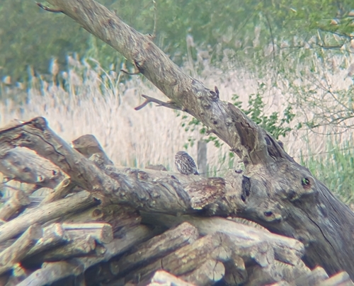 View observation of {o.common_name} on iNaturalist