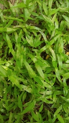 Murdannia keisak