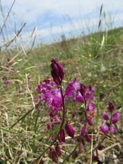 Polygala nicaeensis