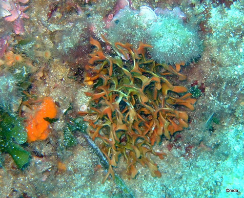 Representative image of Adeonella