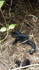 Lampropeltis nigra