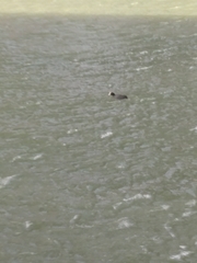 Fulica atra