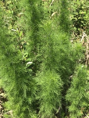 Eupatorium capillifolium image