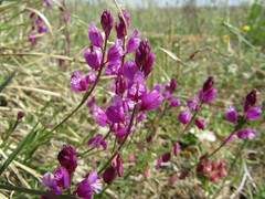 Polygala nicaeensis
