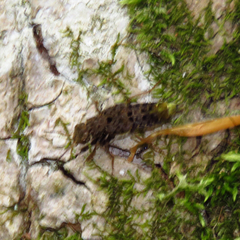 Ontholestes cingulatus