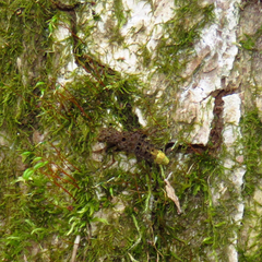 Ontholestes cingulatus