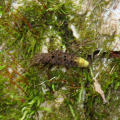 Ontholestes cingulatus