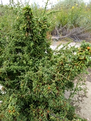 Lycium californicum