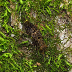 Ontholestes cingulatus