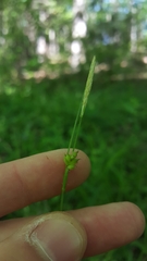 Carex styloflexa
