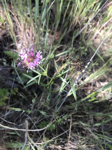 iNaturalist observation photo of tomcat clover