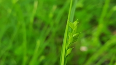 Carex styloflexa