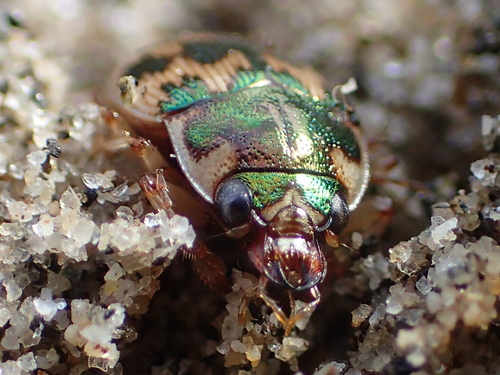 Oval Round Sand Beetle