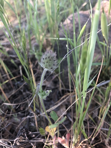 iNaturalist observation photo of Rancheria clover