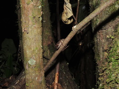 Pristimantis diadematus