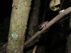 Pristimantis diadematus
