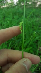 Carex styloflexa