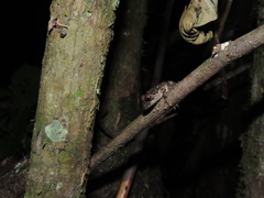 Pristimantis diadematus