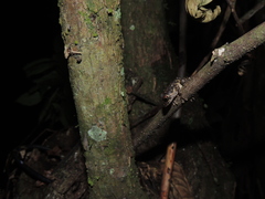 Pristimantis diadematus