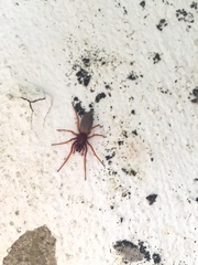 Dysdera erythrina