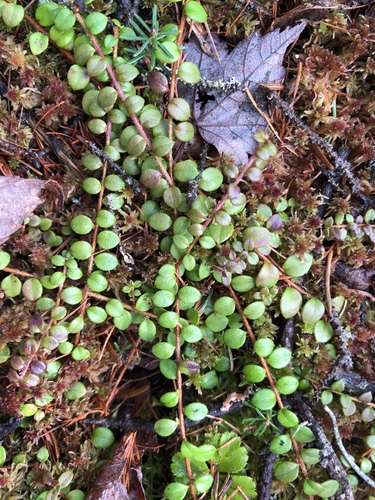 creeping snowberry