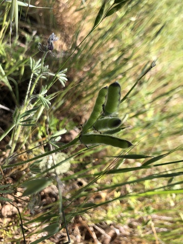 iNaturalist observation photo of sweet peas and vetchlings