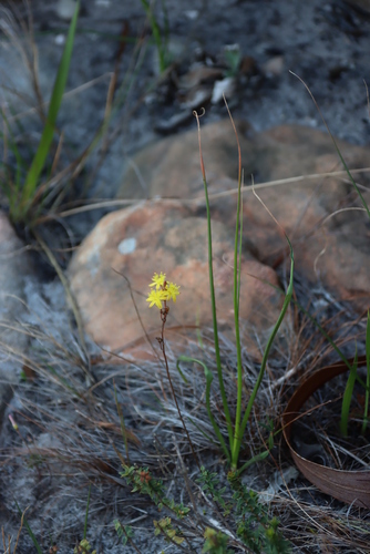 Image of Bulbine favosa by (c) Tony Rebelo, some rights reserved (CC BY-SA)