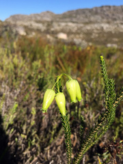 Erica urna-viridis