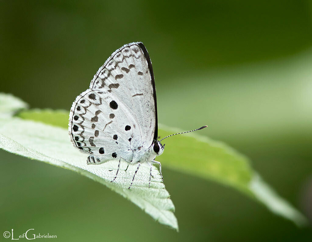 Common Hedge Blue