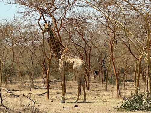 Southern Giraffe