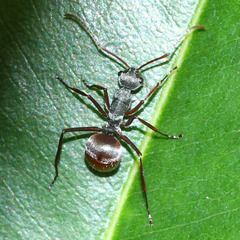 Polyrhachis bicolor
