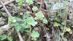 Sedum palmeri