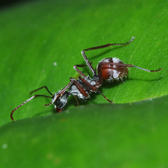 Polyrhachis bicolor