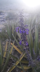 Salvia pennellii