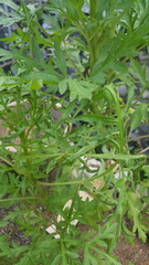 Cosmos caudatus