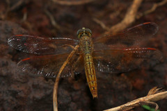 Brachythemis contaminata