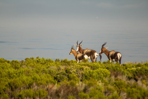 Bontebok/Blesbok, photo 3 of 10
