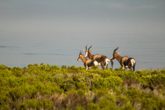 Bontebok photo 3
