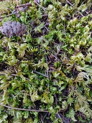 Homalothecium aureum