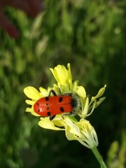 Trichodes octopunctatus