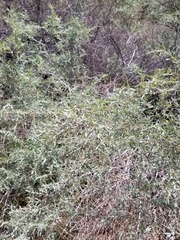Atriplex canescens
