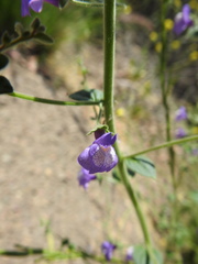 Sairocarpus