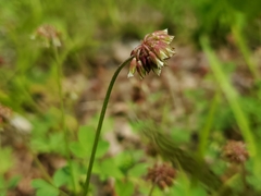 Trifolium carolinianum