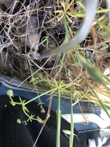 iNaturalist observation photo of bedstraws