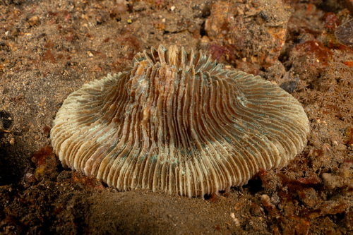 Pleuractis moluccensis observed 2024-04-05
