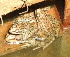 Lithobates magnaocularis