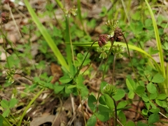 Trifolium carolinianum