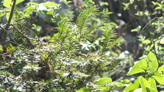 Taxus globosa