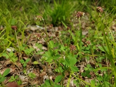 Trifolium carolinianum
