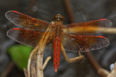 Brachythemis contaminata